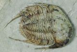 Three Lower Cambrian Trilobites (Neltneria) - Issafen, Morocco #170636-3